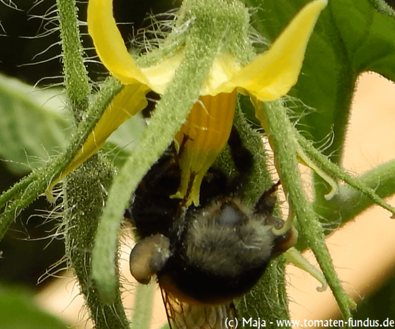 Hummel an Howard-Blüte
