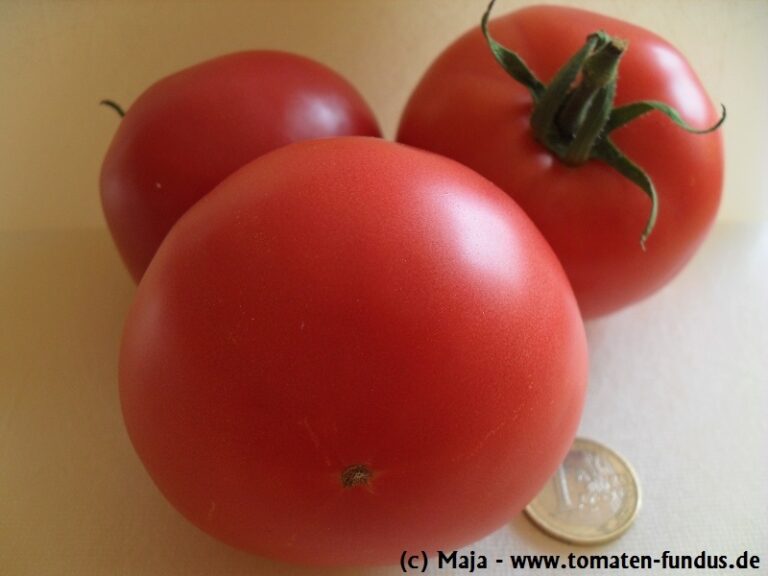Reife Früchte der roten Fleischtomate Berner Rose
