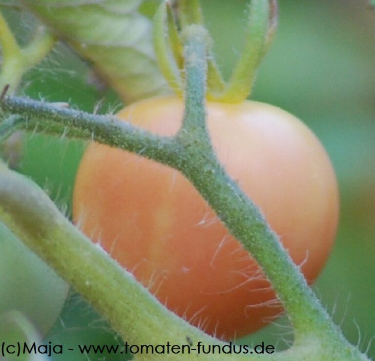Vollreife Frucht der Cocktailtomate Schneewittchen