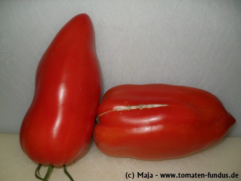 Tomate Andenhorn - reife Früchte