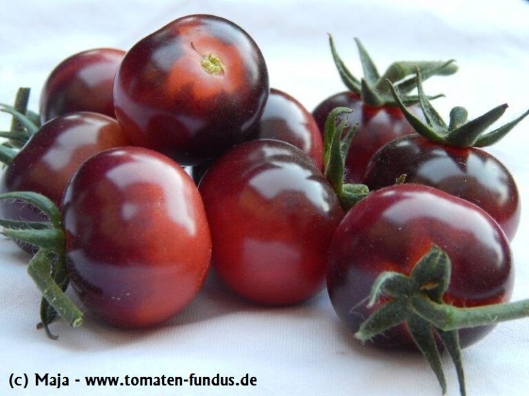 Glänzende Cocktailtomate Glosy Rose Blue