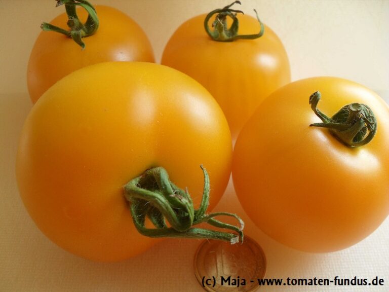 Tomate Goldene Königin - Früchte