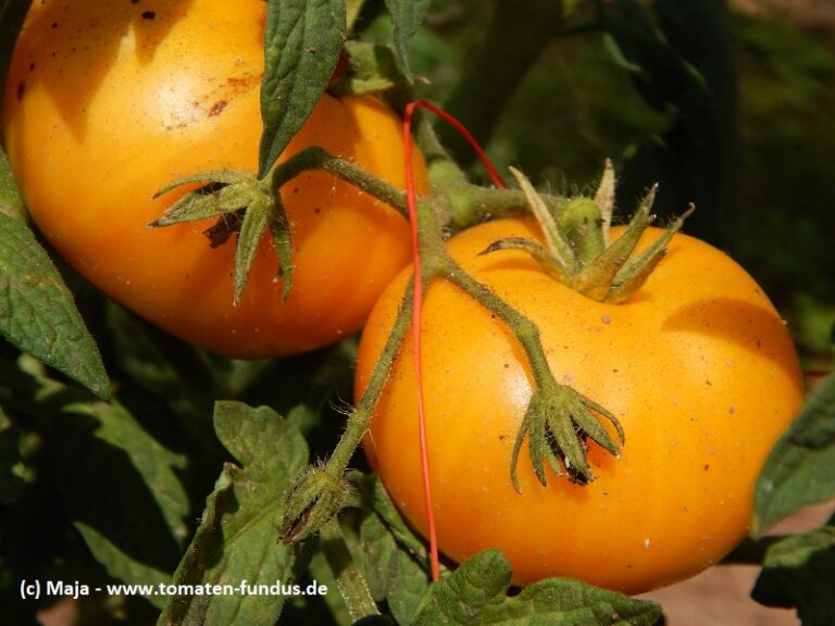 Historische Fleischtomate Lemon Blush 2019