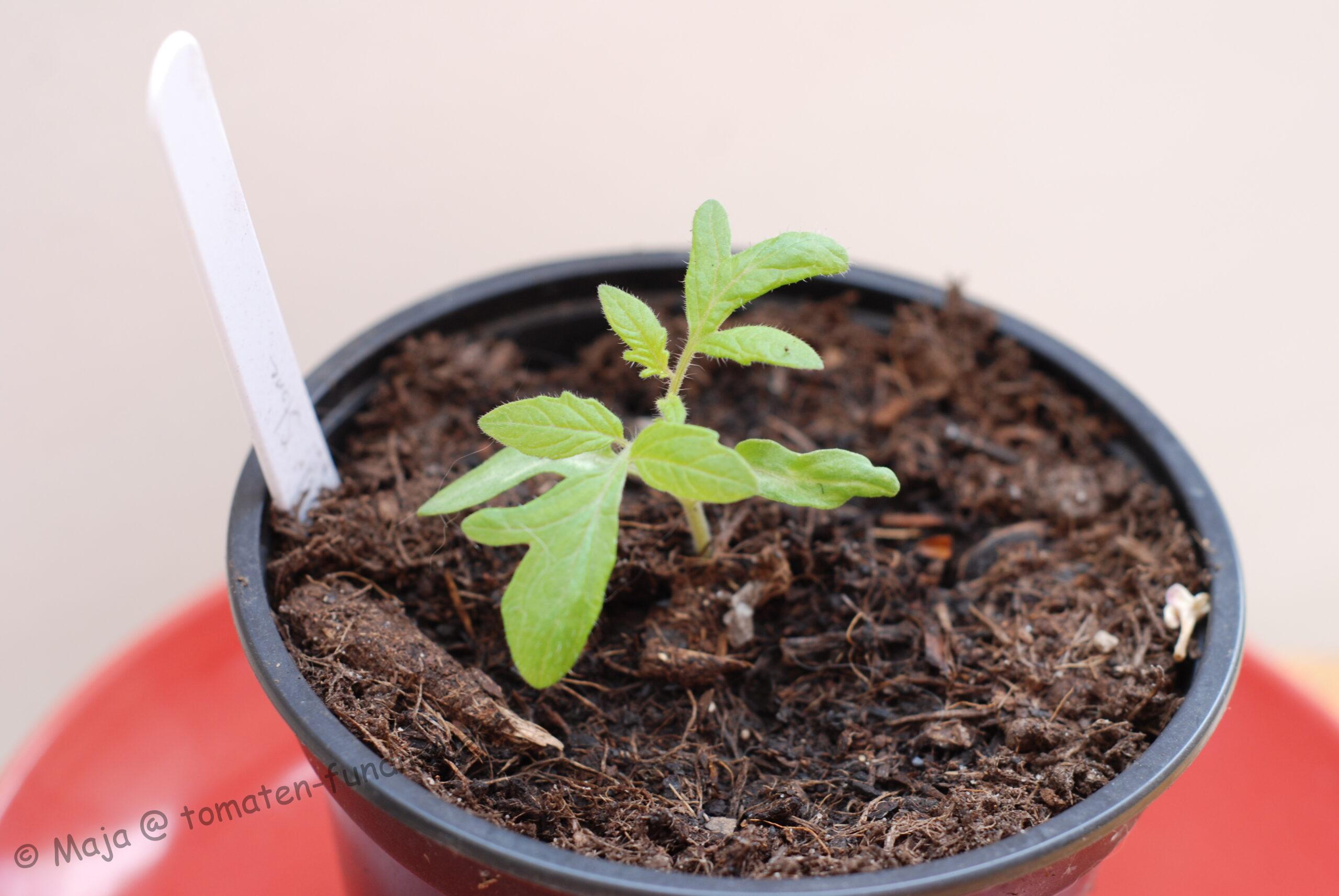 Livingston's Stone - junge Pflanze 2018