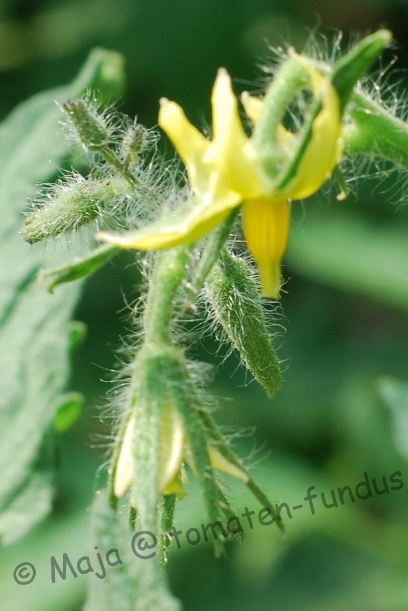 Livingston's Stone - Blüte