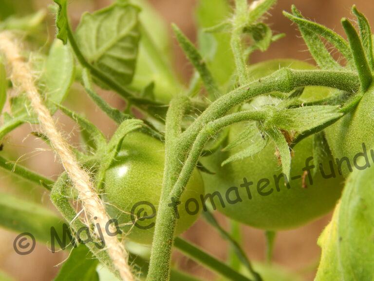 Orange Sunrise - grüne Frucht