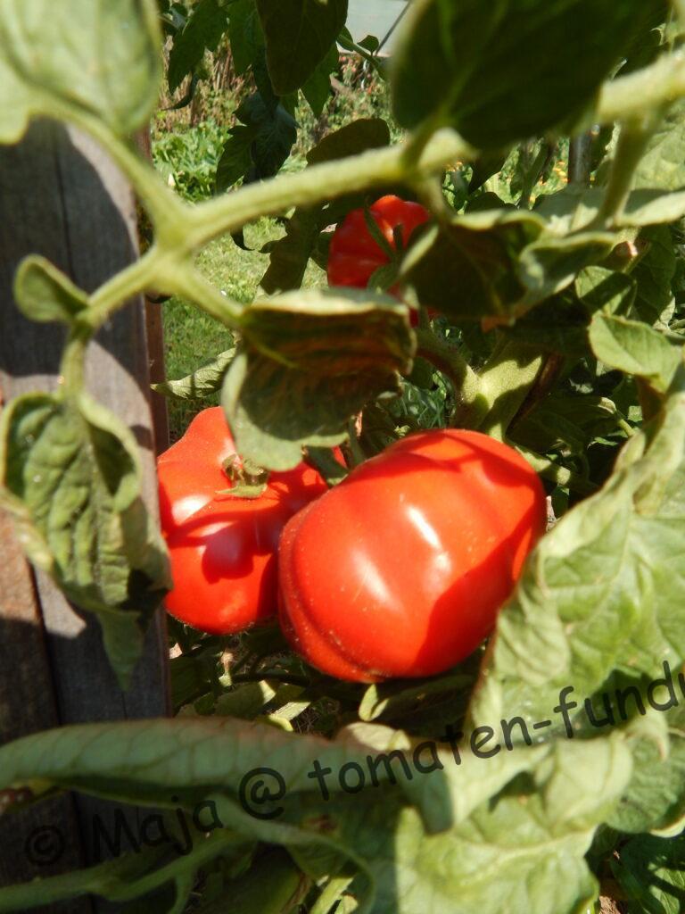 Magnum Bonum - reife Früchte