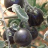 Wooly Blue Jay - Antho-Tomate