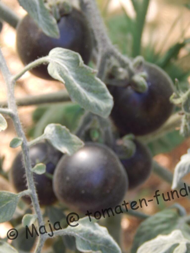 Wooly Blue Jay - Antho-Tomate