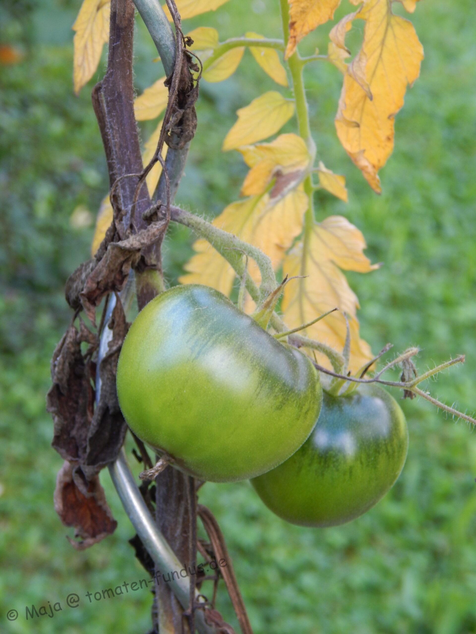 Kraut- und Braunfäule im nasskalten 2021