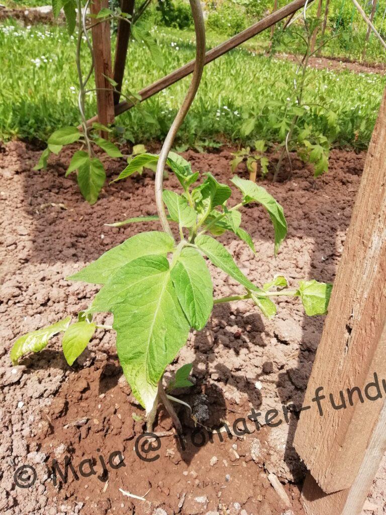 Livingston's Magnus - Kartoffelblatt