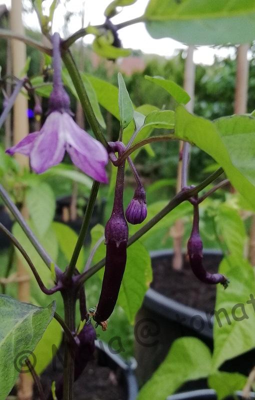 Capsicum annuum Buena Mulata