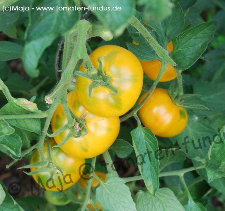 Livingston's Golden Queen - abreifende Früchte