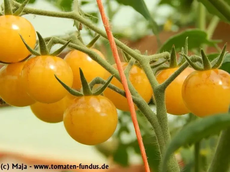 Tomate Antho weiß - Fruchtrispe