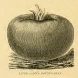 A.W. Livingston's Potato Leaf