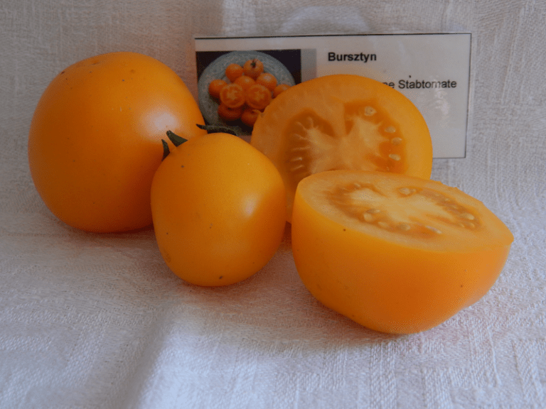 Tomate Bursztyn