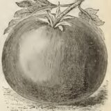 Abbildung Perfection im Livingston Katalog 1891, Seite 8