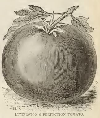 Abbildung Perfection im Livingston Katalog 1891, Seite 8