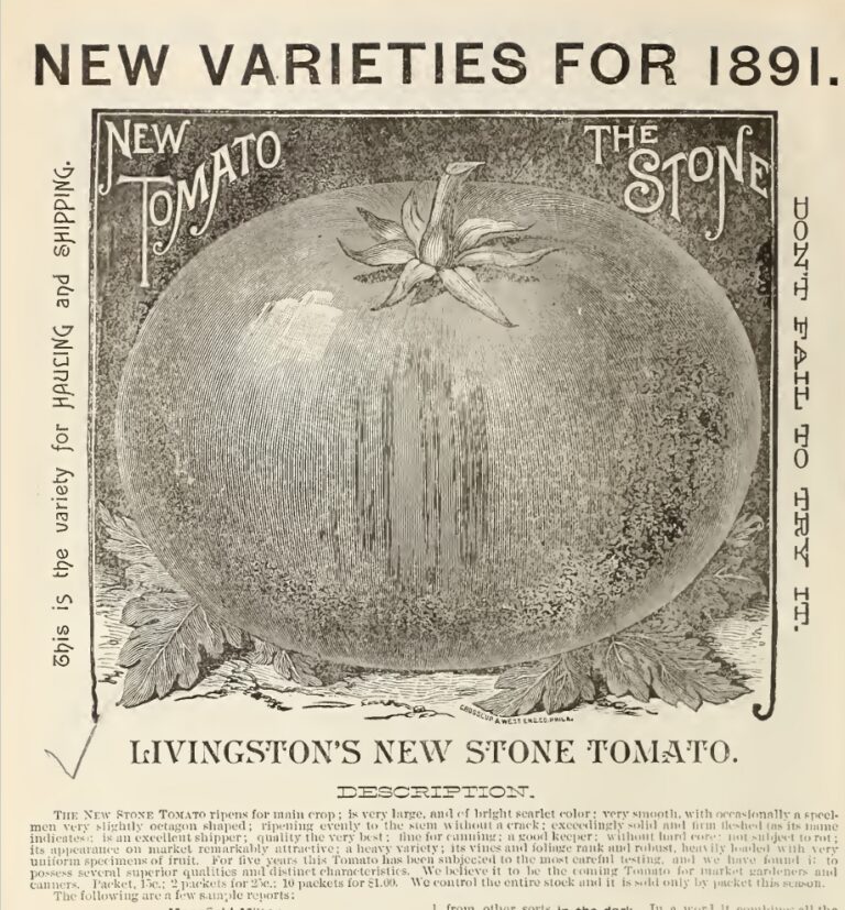 Saatgutkatalog Livingston 1891, Seite 2