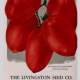 Livingston's Ohio Red Tomate, Abbildung aus Saatgut Livingston Seed Company 1930, Seite 80