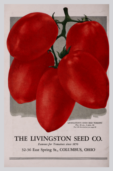 Livingston's Ohio Red Tomate, Abbildung aus Saatgut Livingston Seed Company 1930, Seite 80