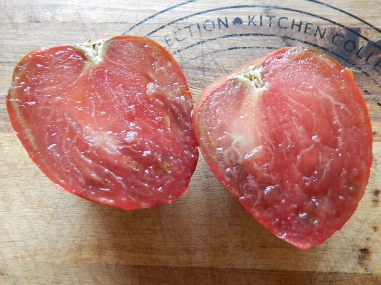 Ochsenherztomaten 2024