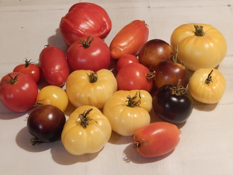 Tomatenauswahl Tomatenfundus